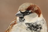  House Sparrow