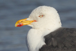  Lesser Black-backed Gull
