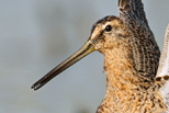  Long-billed Dowitcher