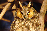  Long-eared Owl