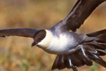  Long-tailed Jaeger