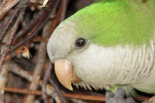  Monk Parakeet