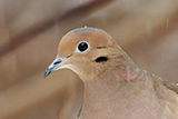  Mourning Dove
