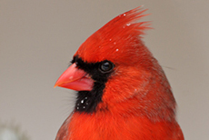  Northern Cardinal