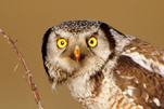  Northern Hawk Owl