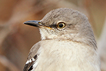  Northern Mockingbird