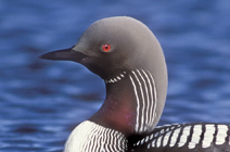 Pacific Loon