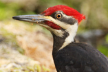  Pileated Woodpecker