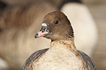  Pink-footed Goose