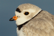  Piping Plover