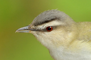  Red-eyed Vireo