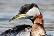  Red-necked Grebe