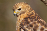  Red-shouldered Hawk