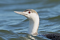  Red-throated Loon