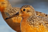  Red Knot