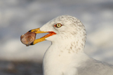  Ring-billed Gull