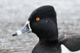  Ring-necked Duck
