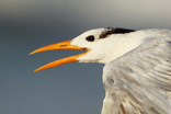  Royal Tern