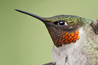  Ruby-throated Hummingbird