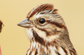 Song Sparrow