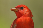  Summer Tanager