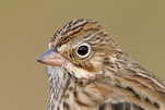  Vesper Sparrow