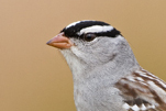  White-crowned Sparrow