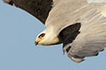  White-tailed Kite
