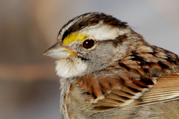  White-throated Sparrow