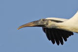  Wood Stork