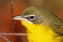  Yellow-breasted Chat