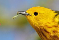  Yellow Warbler