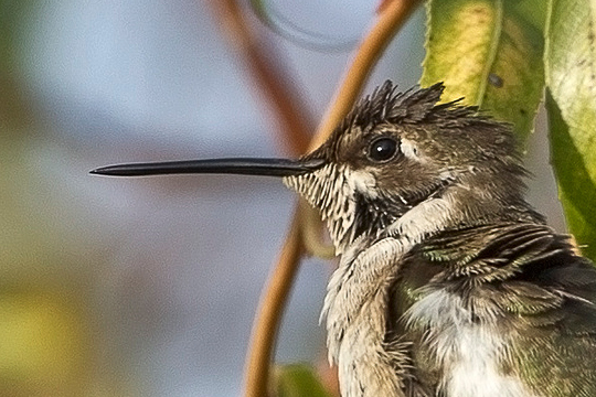  Black-chinned Hummingbird