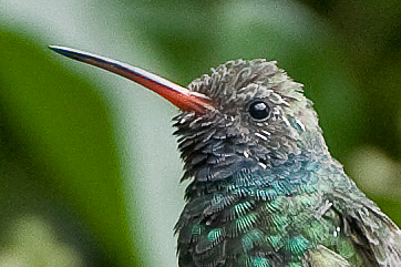  Broad-billed Hummingbird