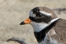  Common Ringed Plover