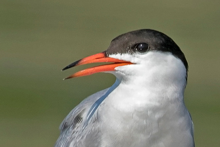  Common Tern