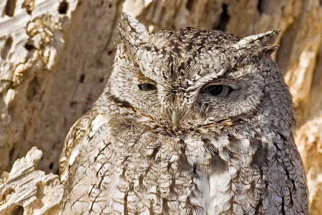  Eastern Screech-Owl
