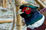  Ring-necked Pheasant
