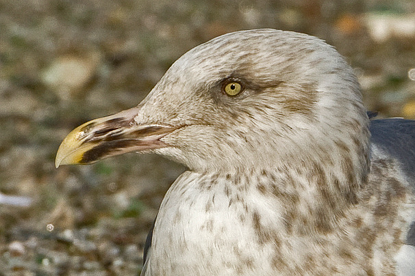  Slaty-backed Gull
