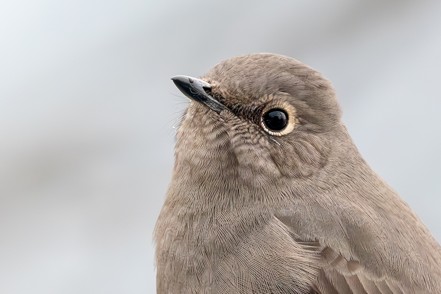  Townsend’s Solitaire