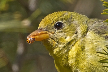  Western Tanager