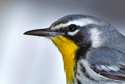  Yellow-throated Warbler