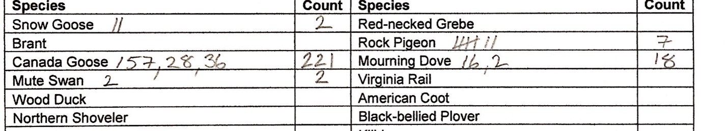 Counting Birds | Birds of Connecticut | University of Connecticut