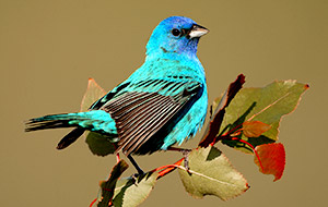 A male Indigo Bunting