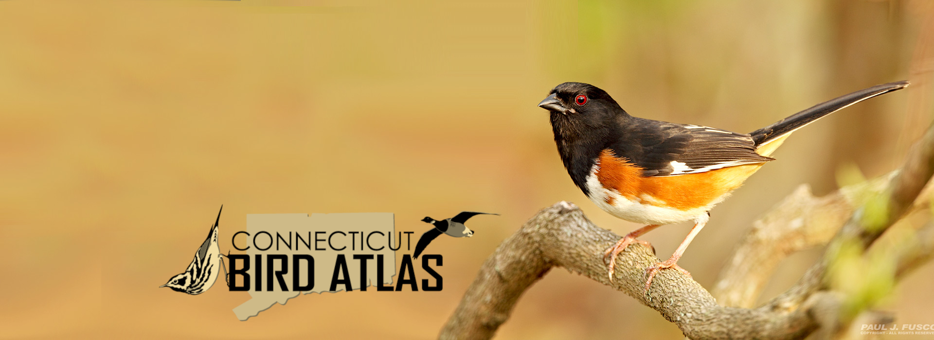 Connecticut Bird Atlas logo featuring male Eastern Towhee